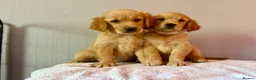 Golden Retriever dogs for sale: READY NOW Fox Red, KC, Health Tested Pups - Advert 6