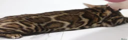 Bengal cats for sale: Unique Bloodline Bengals Tica Reg - Advert 17
