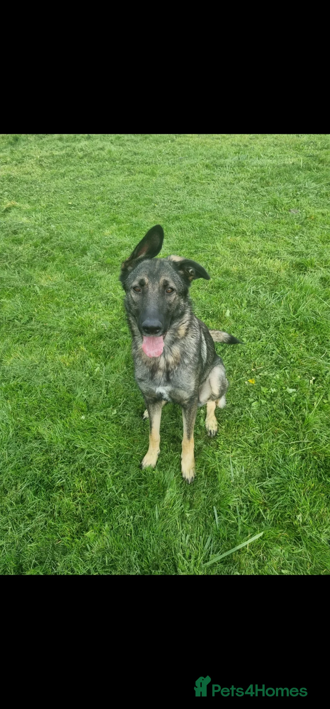 German Shepherd dogs for sale: German shepherd pups - Advert 2