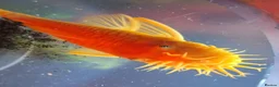 Plecos fish for sale: L144 Blue eyed lemon bristlenose pleco  - Advert 3