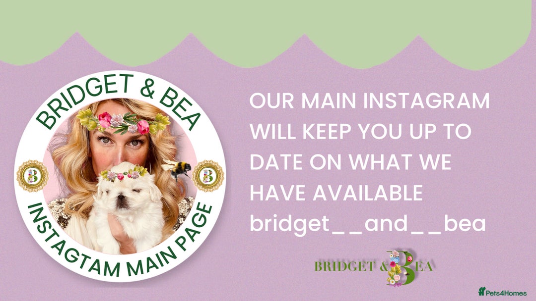 Pekingese dogs for sale: ⭐️PUPPIES ARRIVED⭐️ - Advert 16