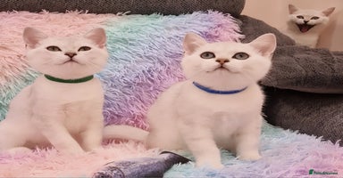 British Shorthair cats - Advert 13