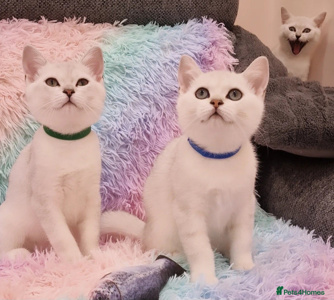 British Shorthair cats for sale: British Shorthair Silver Chinchilla  - Image 2