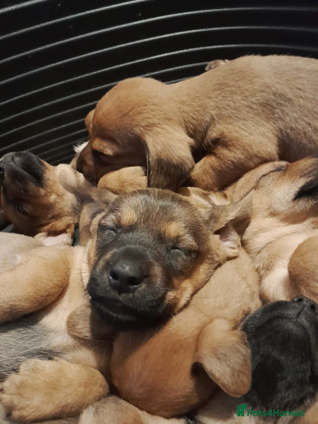 Mixed Breed dogs for sale: Cairn terriers - Advert 11