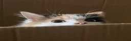 Mixed Breed cats for sale: Blossom 🌸  - Advert 6