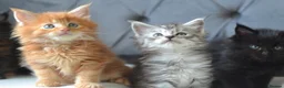 Maine Coon cats for sale: Tica registered Maine Coon kittens for reservation - Advert 1