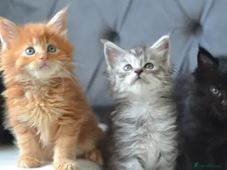 Maine Coon cats Tica registered Maine Coon kittens for reservation - Advert 2