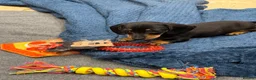 Miniature Dachshund dogs for sale: Miniature Smooth Dachshund puppies  - Advert 8