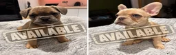 French Bulldog dogs for sale: 🐾 FRENCH BULLDOG PUPPIES 🐾 - Advert 4