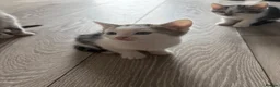 Mixed Breed cats for sale: Three Playful Kittens Looking for Loving Homes - Advert 7