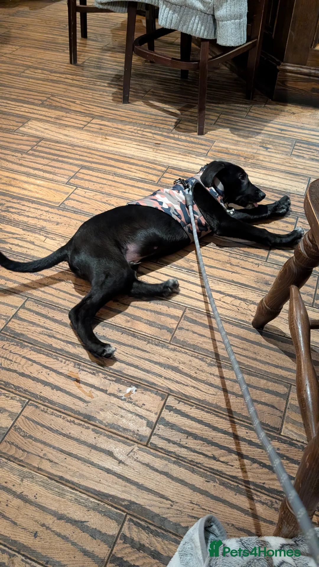 Mixed Breed dogs for sale: Ozzy - GSD x Dalmatian  in Tywyn - Advert 10