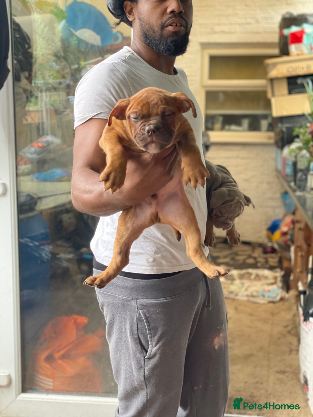 English Bulldog dogs for sale: Old British bull puppies - Image 8