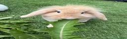 Mini Lion Lop rabbits for sale: 2 x Mini Lion Lop sisters  - Advert 4