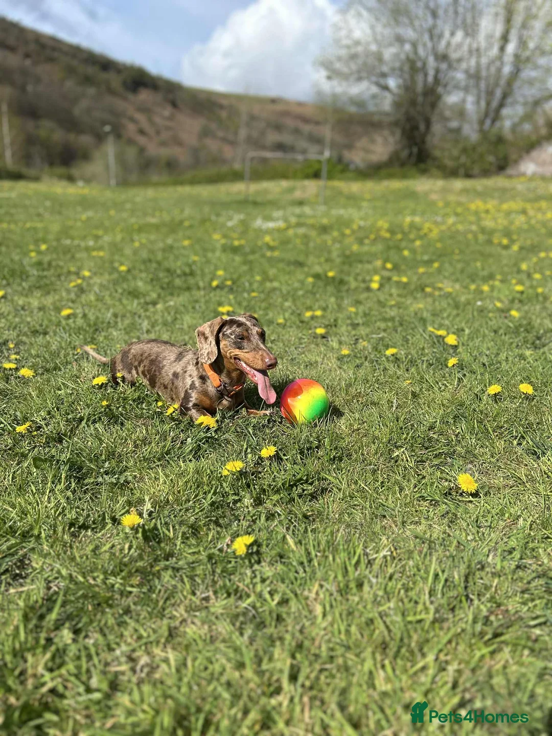 Miniature Dachshund dogs for stud: Winston  - Advert 2