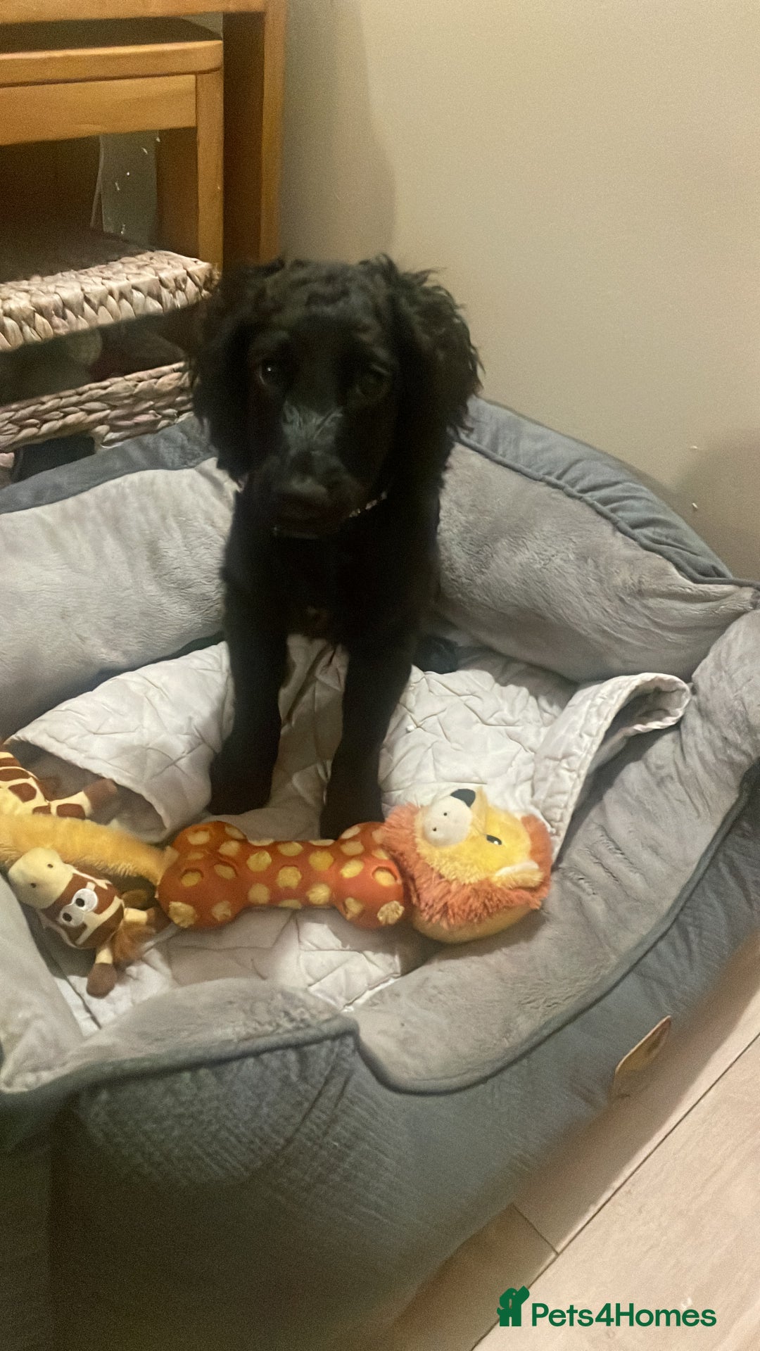 Cocker Spaniel dogs for sale: Beautiful boy cockerspaniel  - Advert 2