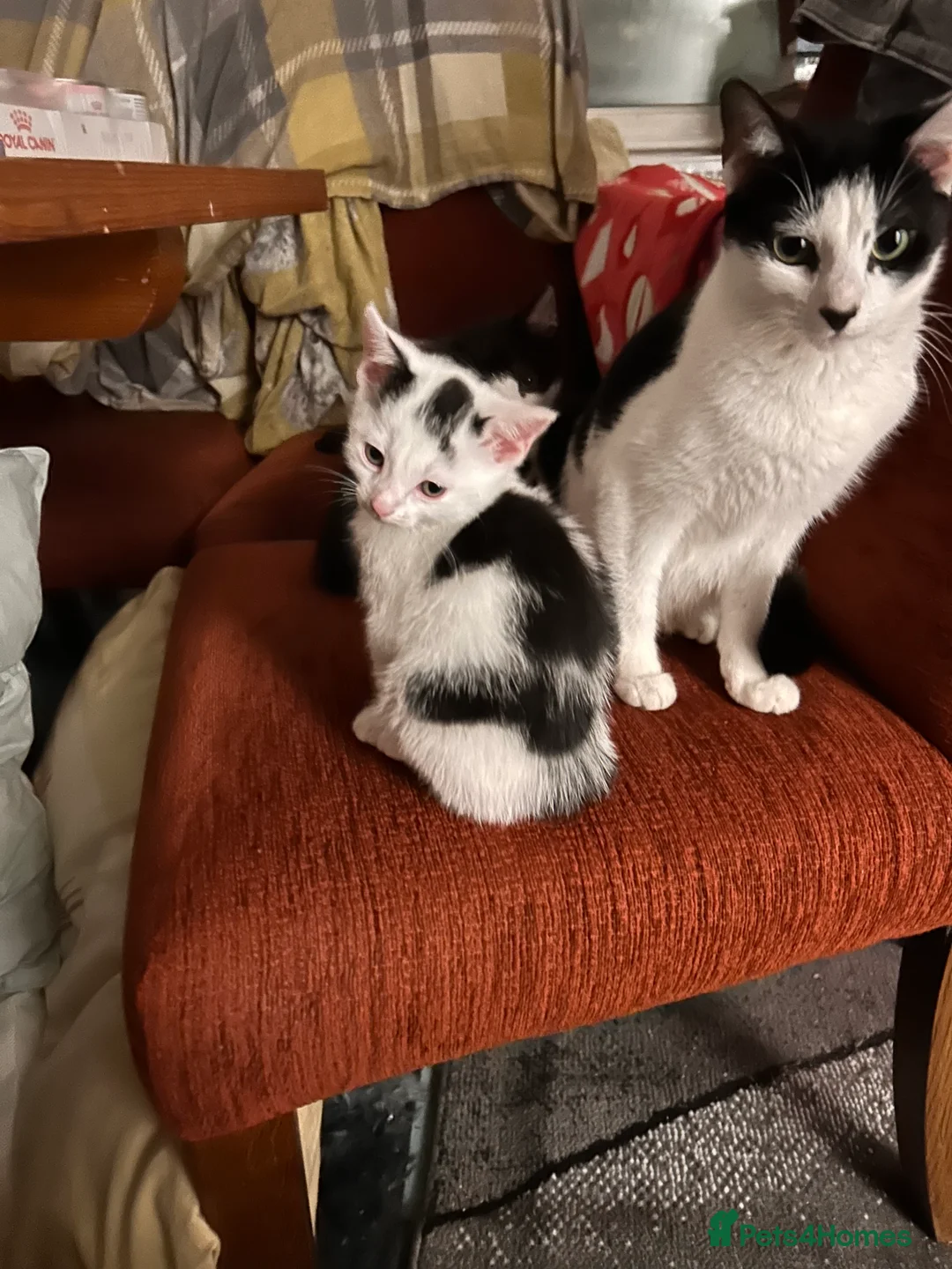 Mixed Breed cats for sale: Kittens are looking for a home  - Advert 10