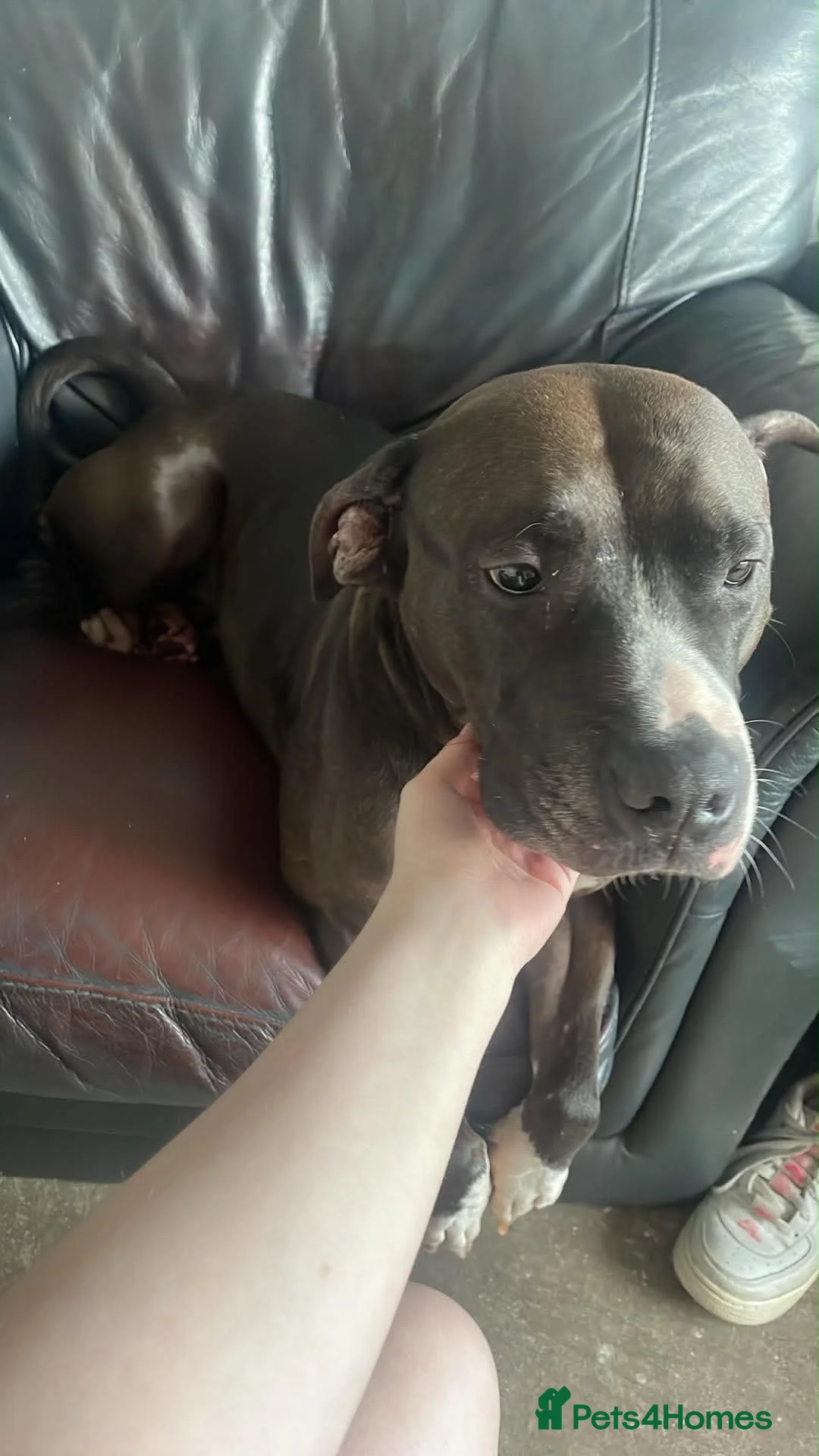 Mixed Breed dogs for sale: Penny 4 years old - Advert 2