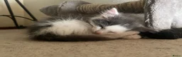 Ragdoll cats for sale: Beautiful Grey & White Ragdoll Kitten  - Advert 15