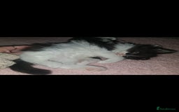 Devon Rex cats for sale: Stunning half devon rex kittens  - Image 5