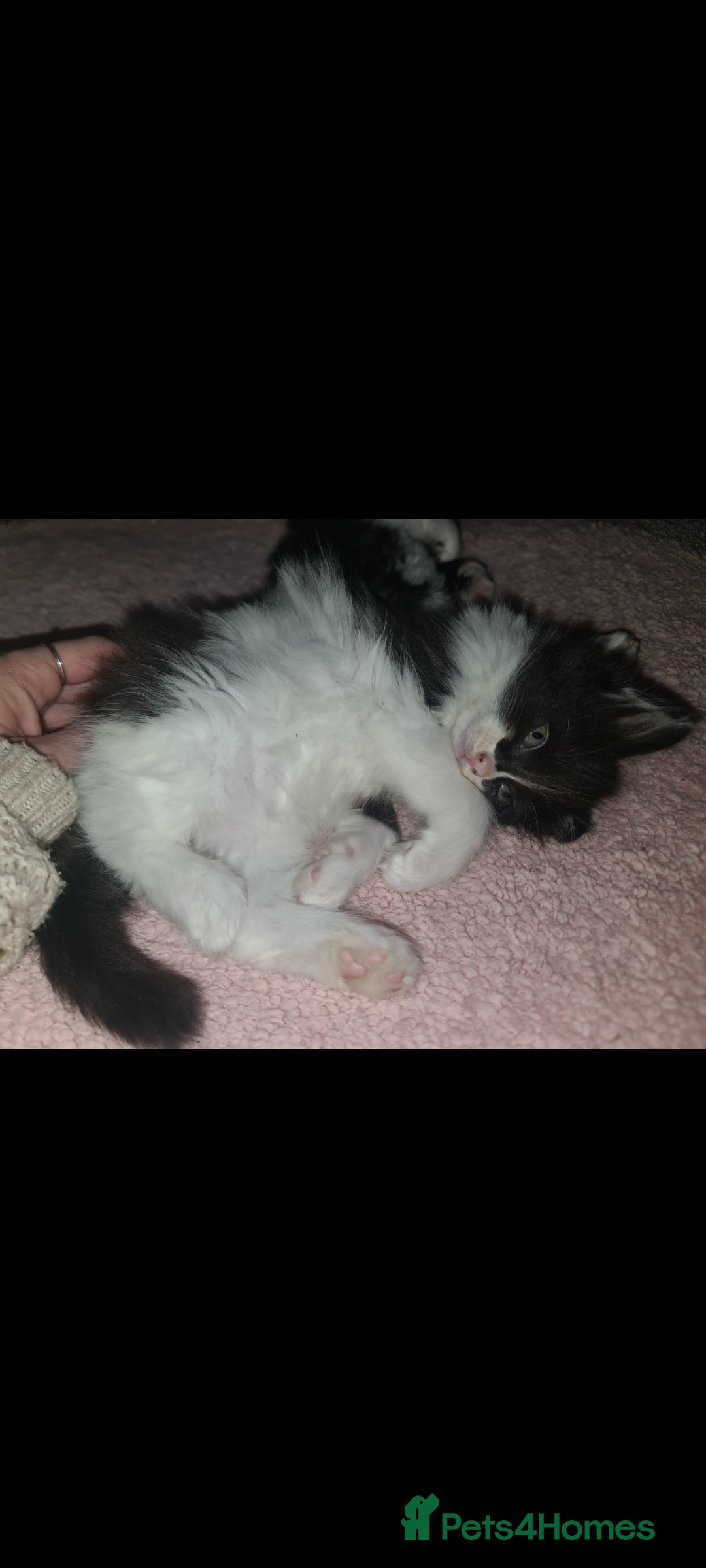 Devon Rex cats for sale: Stunning half devon rex kittens  - Image 5