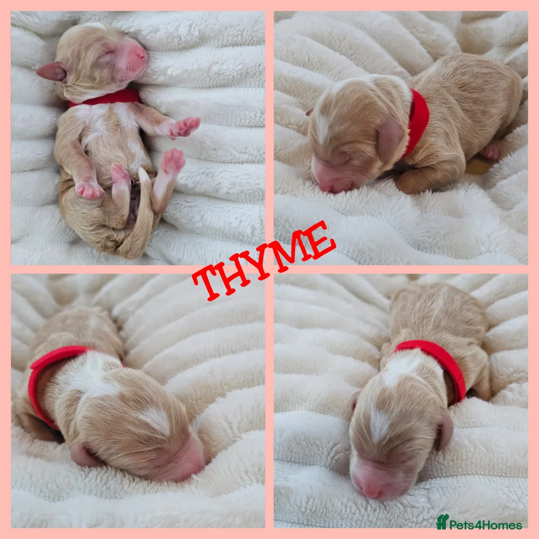 Australian Labradoodle dogs for sale: STUNNING LITTER OF AUSTRALIAN LABRADOODLES  - Advert 22