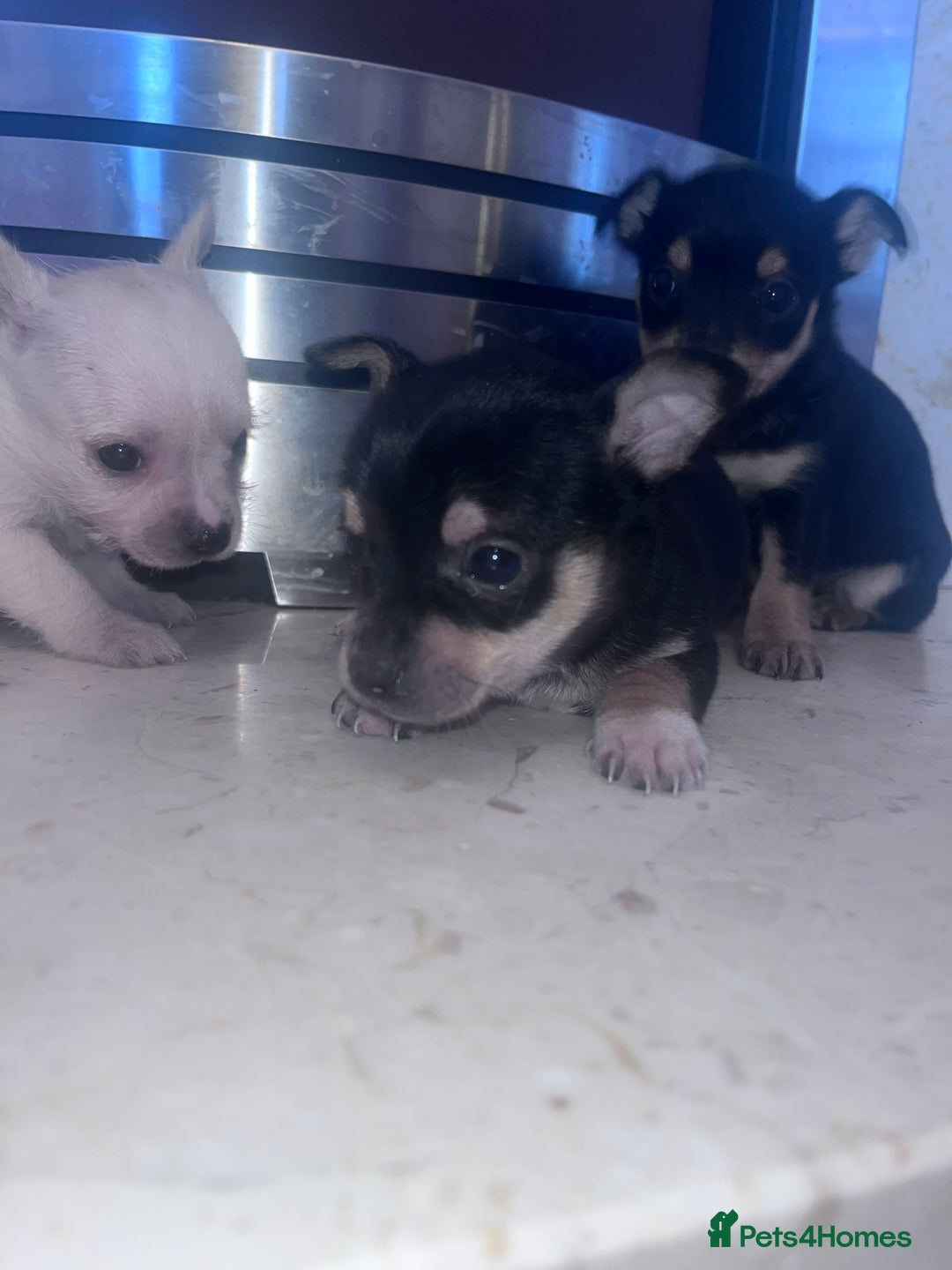 Chorkie dogs for sale: Chorkie  - Advert 9