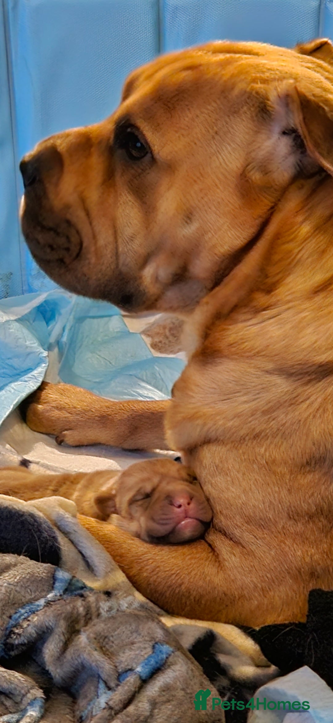 Shar Pei dogs for sale: Shar Pei puppies  - Image 2