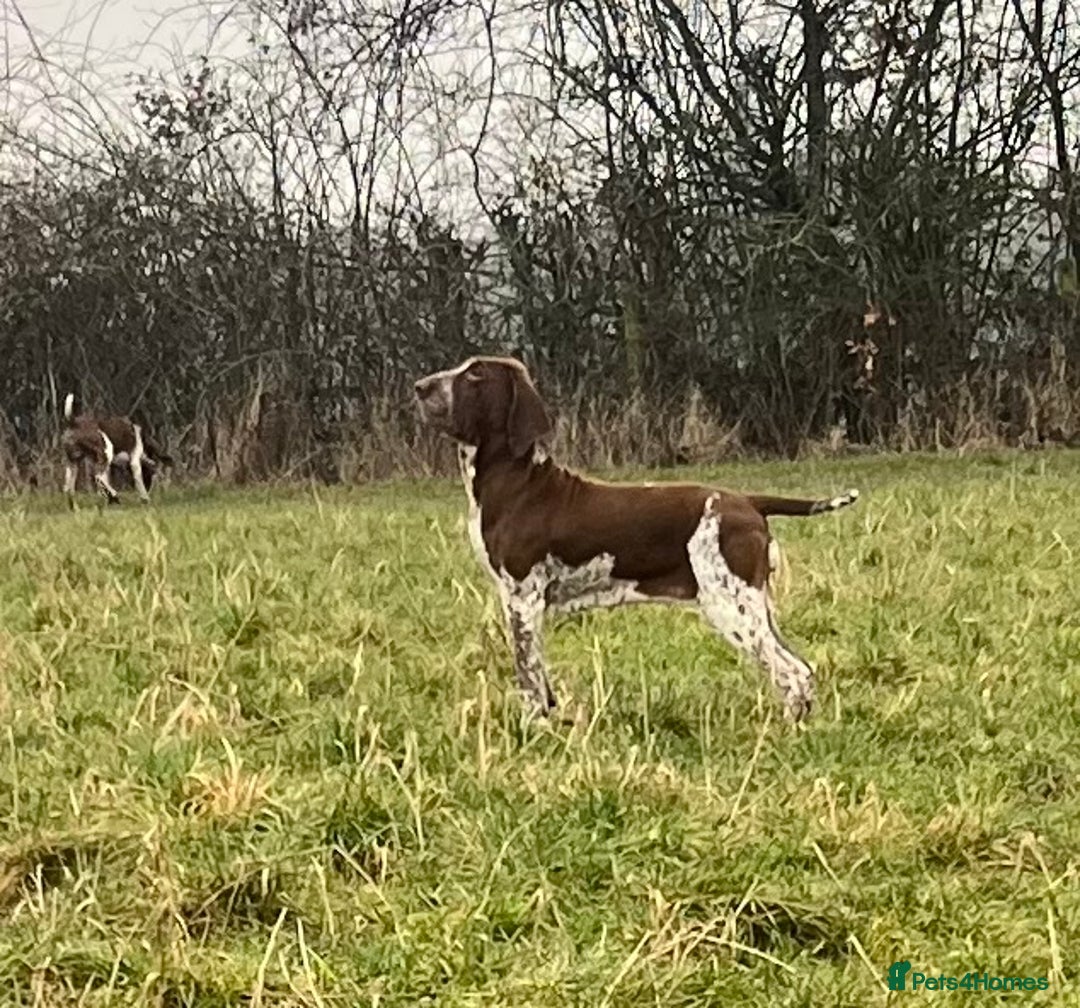 Bracco Italiano dogs for stud: Valentino Rossi Italian Import - Image 12
