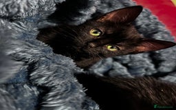American Shorthair cats for sale: Cute 4 little females ready to go to new home - Image 3