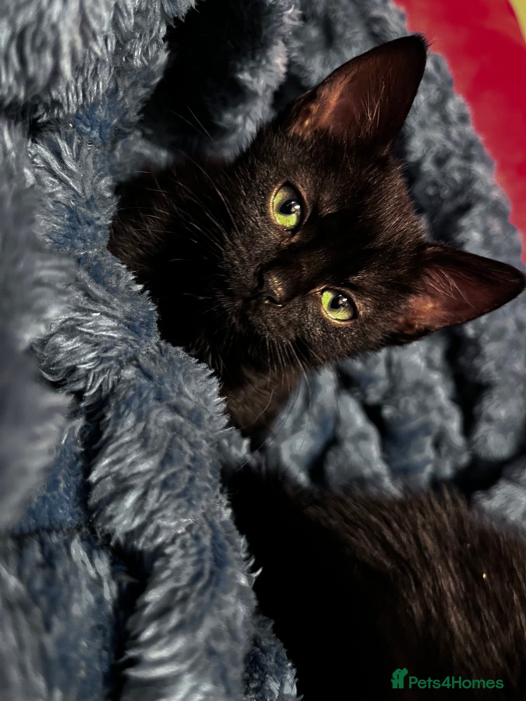 American Shorthair cats for sale: Cute 4 little females ready to go to new home - Image 3