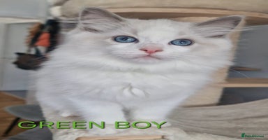 Ragdoll cats - Advert 1