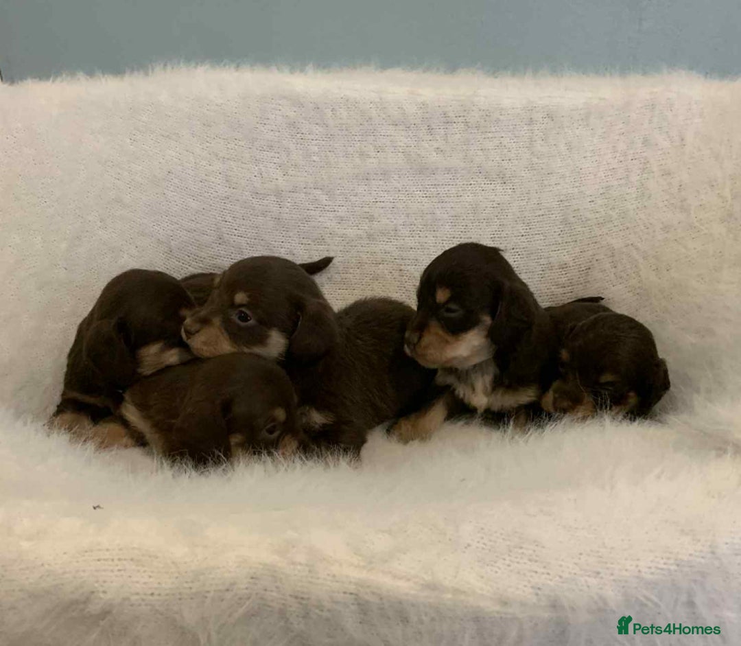 Mixed Breed dogs for sale: Adorable Doxipoo puppies  - Image 8