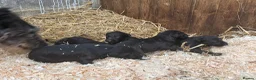 Deerhound dogs for sale: Deerhound puppies  - Advert 4
