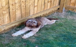 Labradoodle dogs for sale: * Choc & Tan Phantom F1B Male , please read ad * - Image 1