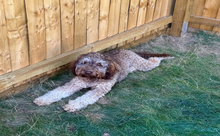 Labradoodle dogs - Advert 1