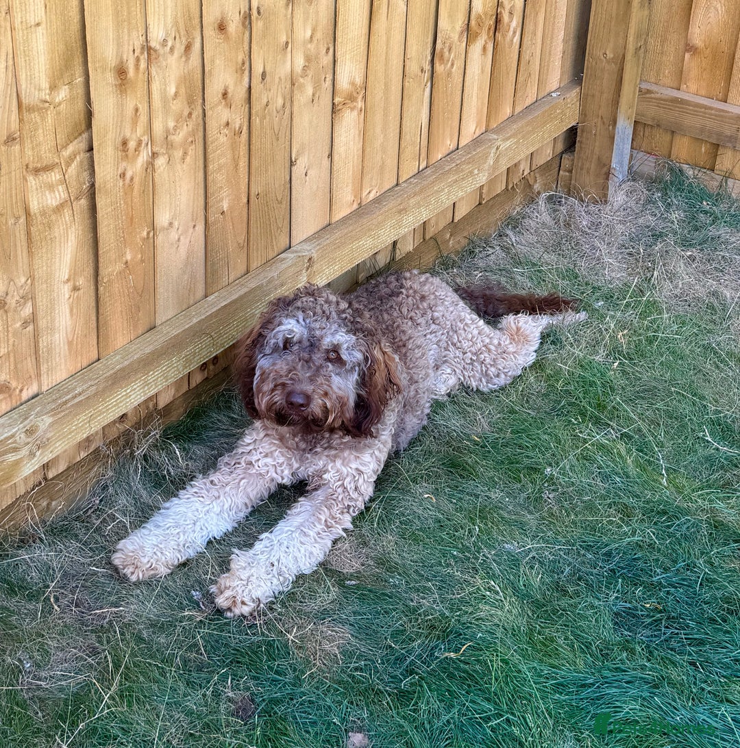 Labradoodle dogs for sale: * Choc & Tan Phantom F1B Male , please read ad * - Image 1