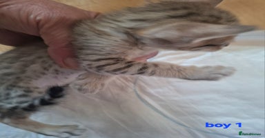 Savannah cats - Advert 4