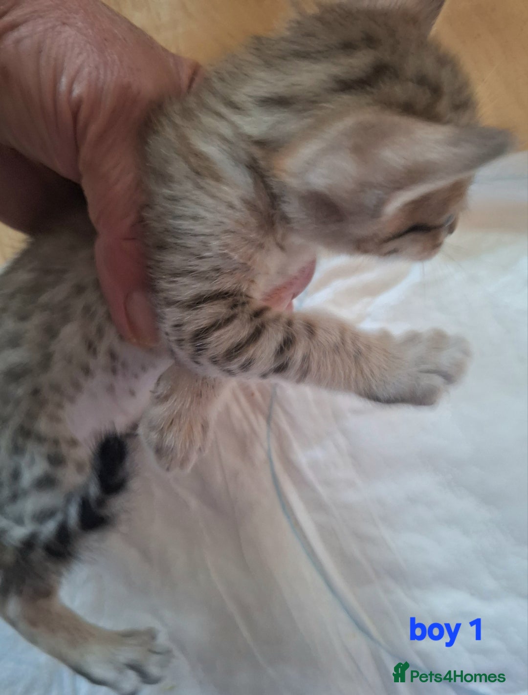 Savannah cats for sale: Savannah SBTF6 cubs with Serval traits stunning - Advert 3