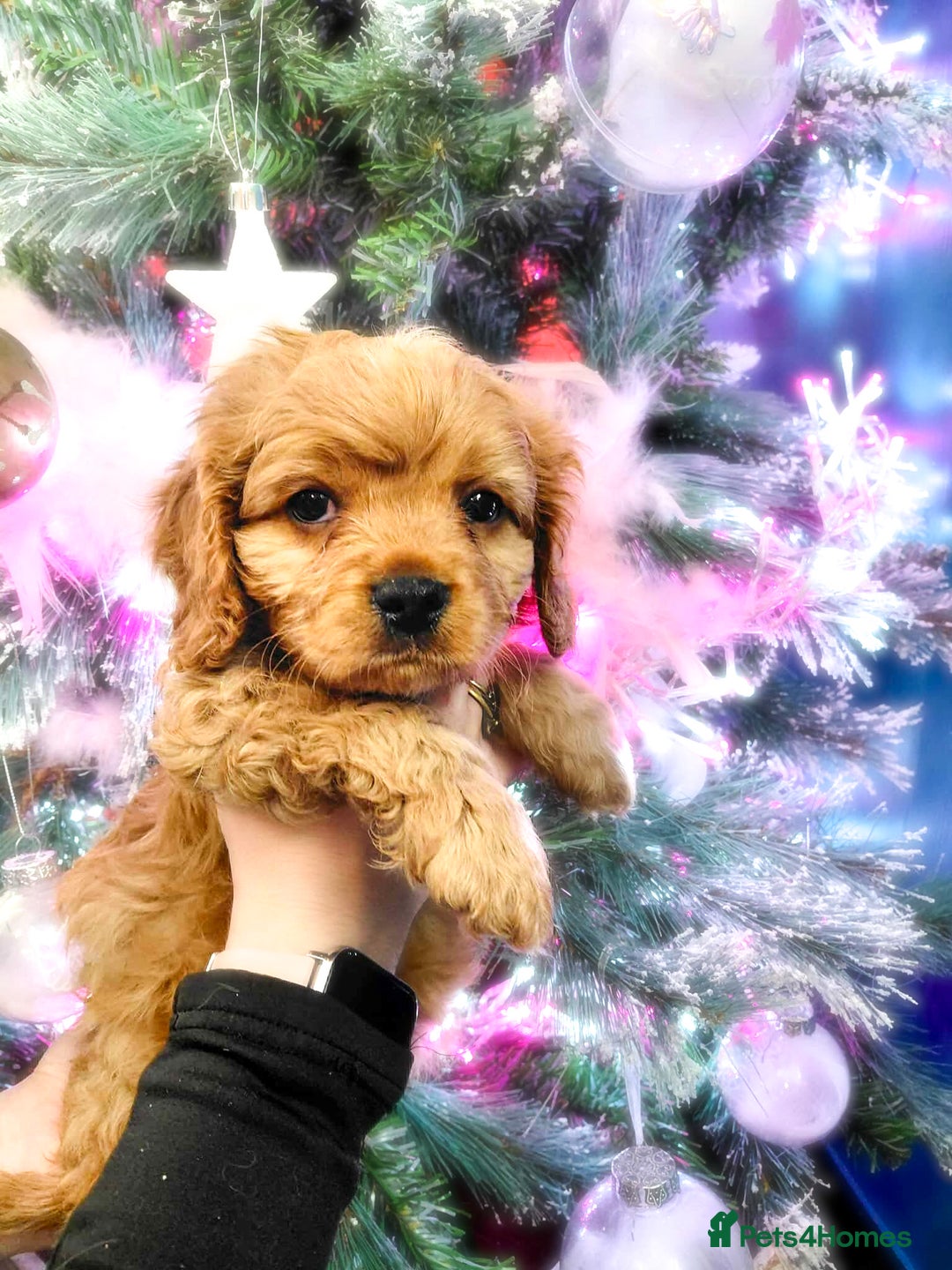 Cavapoo dogs for sale: F1b Cavapoo  - Advert 10