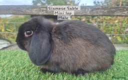 Mini Lop rabbits for sale: Various young mini lop males  - Image 17