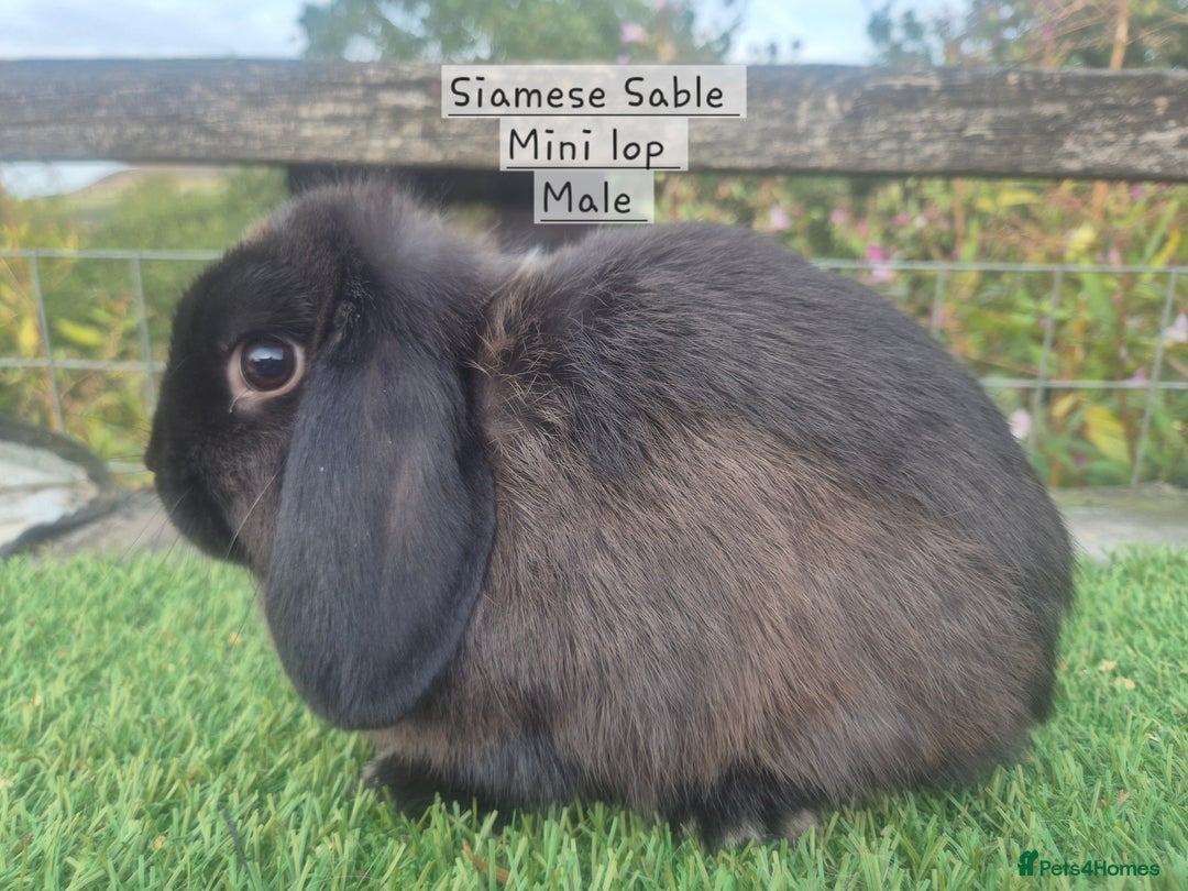 Mini Lop rabbits for sale: Various young mini lop males  - Image 17