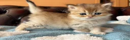 British Shorthair cats for sale: Lovely golden BSH & BLH kittens - Advert 30
