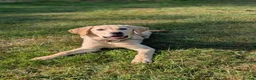 Labrador Retriever dogs for sale: Trained Labrador - Advert 5