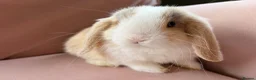 Mini Lop rabbits for sale: Pure mini lop bunnies reared indoors  - Advert 11