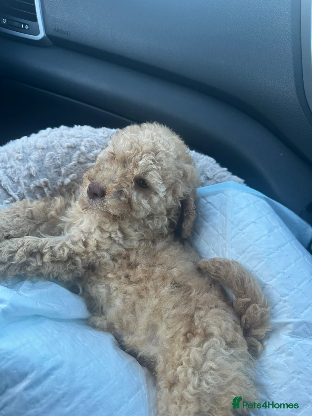 Cockapoo dogs for sale: Puppy for sale  in Leyland - Advert 9