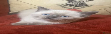 Girl Mixed Breed 1 rag doll and thai
