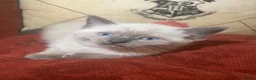 Mixed Breed cats for sale: Ragdoll and Thai kittens - Advert 5