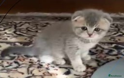 Scottish Fold cats for sale: Kittens for sale  - Image 3