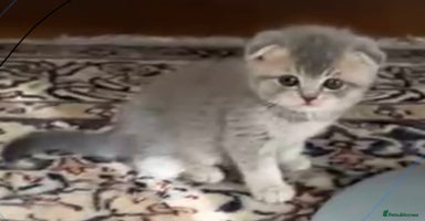 Scottish Fold cats - Advert 16