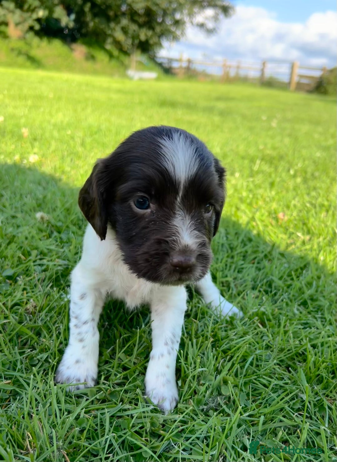 English Springer Spaniel dogs for sale: KC REG ENGLISH SPRINGER SPANIEL - Image 8
